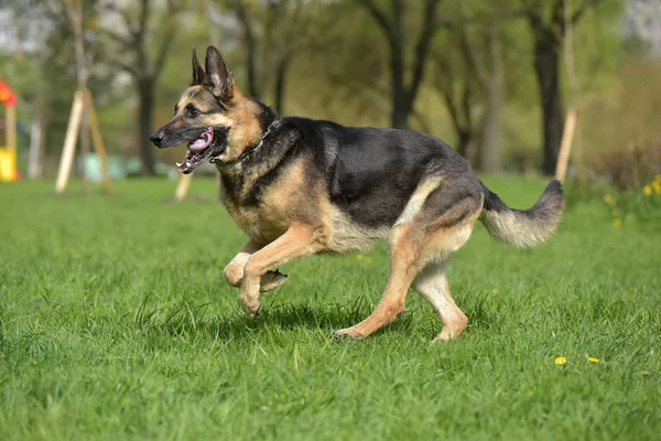 The oldest German shepherd runs in the park in the summer