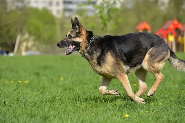 Eski Alman Çoban Parkta Yaz Aylarında Çalışır — Stok fotoğraf