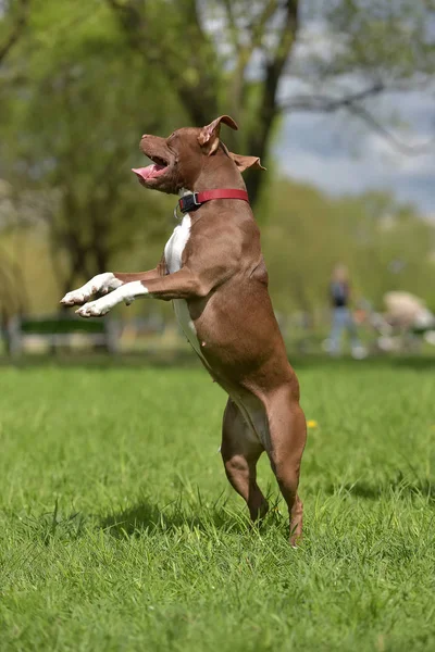 Bruin Terriër Van Stier Van Kuil Springt Hoog Het Park — Stockfoto