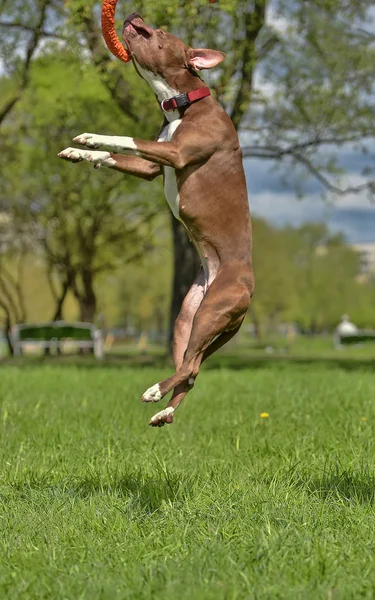 Pit Bull Terrier Marrone Salta Alto Nel Parco — Foto Stock