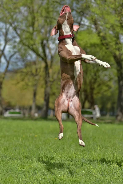 Brown Pit Bull Terrier Jumps High Park — Stock Photo, Image