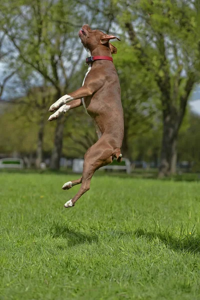 Brown Pit Bull Terrier Jumps High Park — Stock Photo, Image