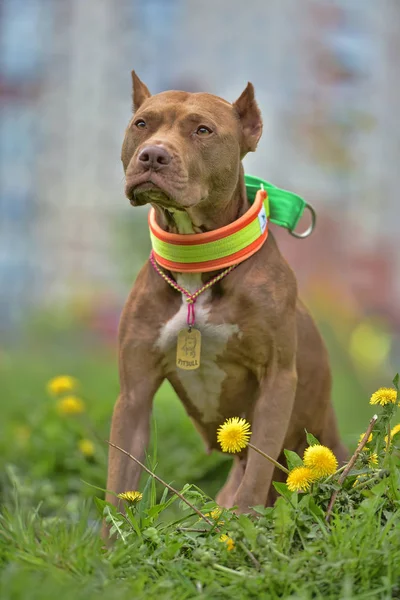 Hnědá Pit Bull Teriér Pampelišky Parku — Stock fotografie