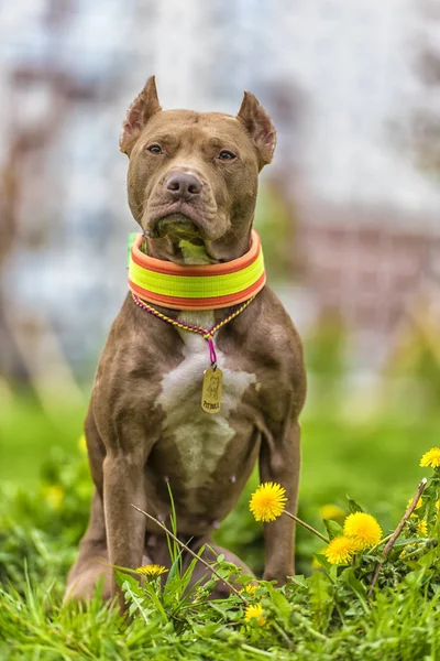 Pit Bull Terrier Marrone Con Denti Leone Nel Parco — Foto Stock