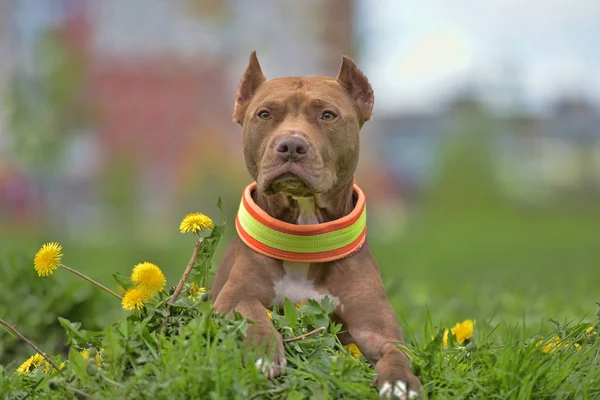 Bruin Terriër Van Stier Van Kuil Met Paardebloemen Het Park — Stockfoto