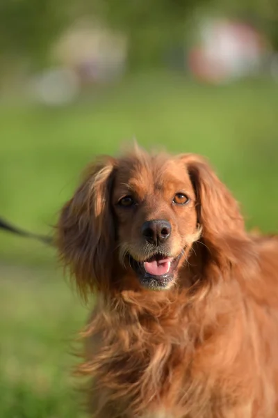 Épagneul Cocker Anglais Aux Cheveux Roux Dans Parc — Photo