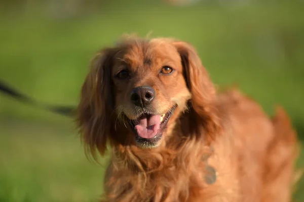 红头发的英国猎犬在公园里 — 图库照片