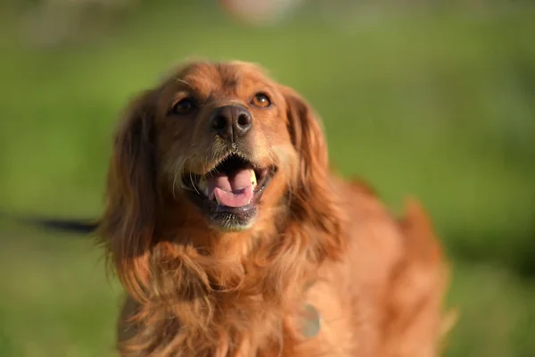 Red Haired English Cocker Spaniel Park — Stock Photo, Image