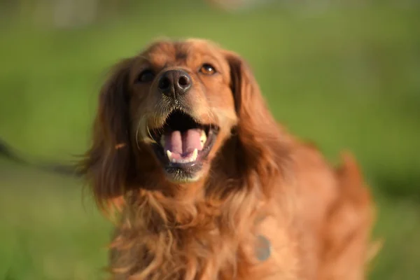 Rosso Dai Capelli Inglese Cocker Spaniel Nel Parco — Foto Stock