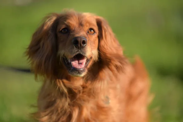 Red Haired English Cocker Spaniel Park — Stock Photo, Image