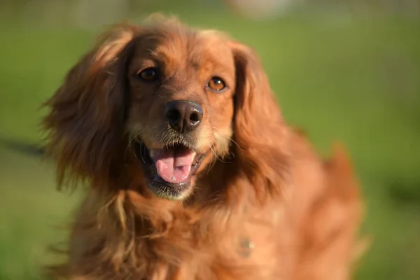 Rudowłosa Cocker Spaniel Angielski Parku — Zdjęcie stockowe