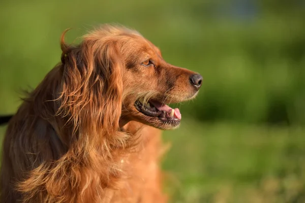 Épagneul Cocker Anglais Aux Cheveux Roux Dans Parc — Photo