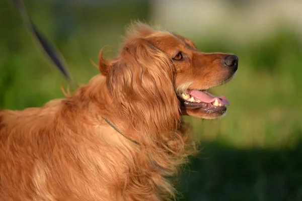 Red Haired English Cocker Spaniel Park — Stock Photo, Image