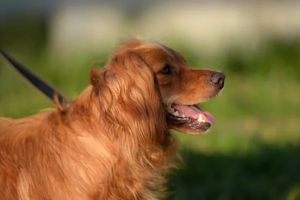 Épagneul Cocker Anglais Aux Cheveux Roux Dans Parc — Photo