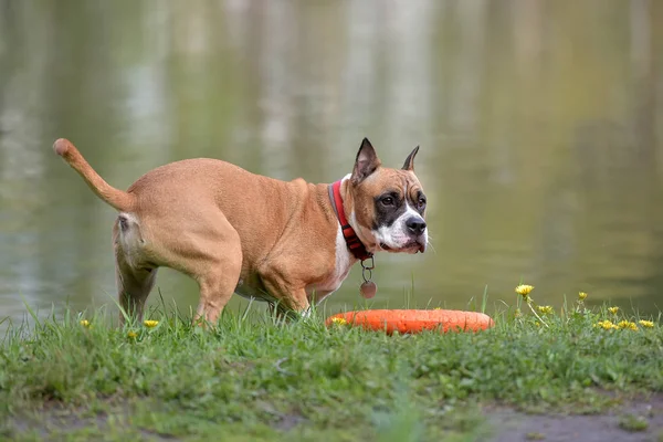 Staffordshire Terrier Sobre Césped Parque — Foto de Stock