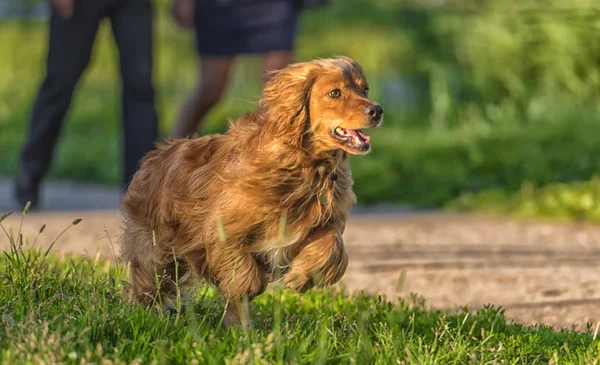 Cocker Anglais Aux Cheveux Roux Épagneul Dans Parc Jouant Ballon — Photo