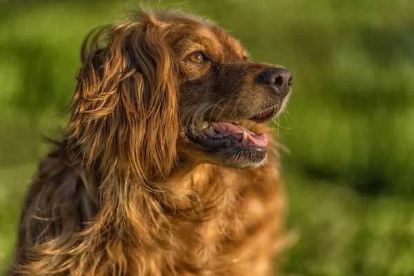 Gallina Inglesa Pelirroja Spaniel Parque — Foto de Stock