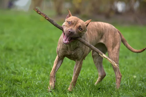 Brown Pit Bull Plays Stick — Stock Photo, Image