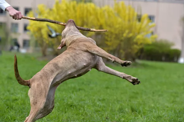 Pit Bull Marrone Gioca Con Bastone — Foto Stock