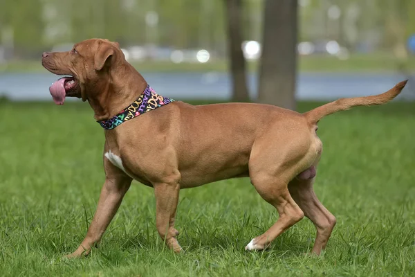 Pitbull Marrom Joga Correr — Fotografia de Stock