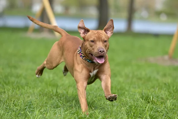 Ein Brauner Pitbull Spielt Lauf — Stockfoto