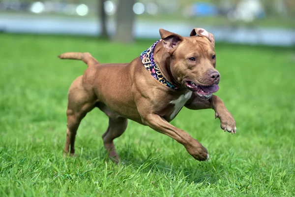 Pitbull Marrom Joga Correr — Fotografia de Stock