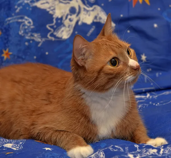 Rojo Con Retrato Gato Blanco Sobre Fondo Azul — Foto de Stock