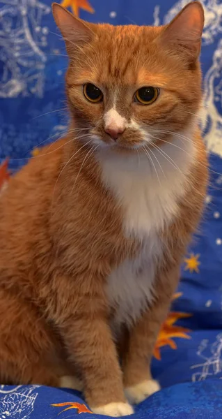 Rouge Avec Portrait Chat Blanc Sur Fond Bleu — Photo