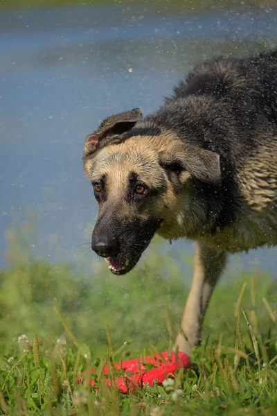 Nasser Osteuropäischer Schäferhund Schüttelt Nach Dem Baden — Stockfoto