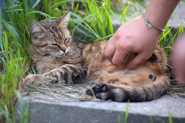 Adam Bir Kedi Petting Sokakta Omeless Çizgili Kedi — Stok fotoğraf