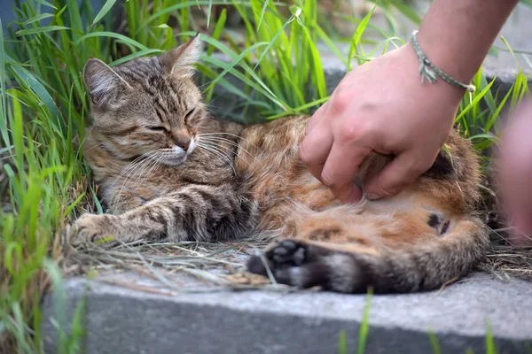 猫をふれかする男の手 路上でオムレスストライプの猫 — ストック写真