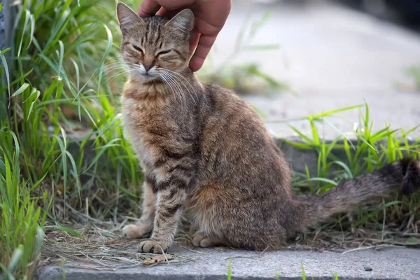 Adam Bir Kedi Petting Sokakta Omeless Çizgili Kedi — Stok fotoğraf