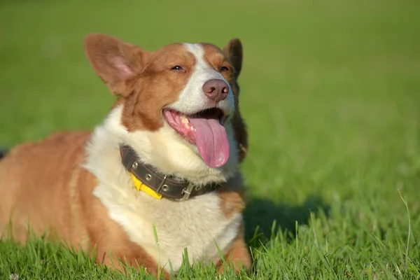 Stock image red and white welsh corgi cardigan on a background of green grasses