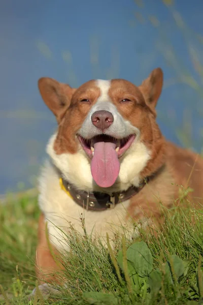 Rothaarige Mit Weißem Welsh Corgi Strickjacke Auf Einem See Sommer — Stockfoto