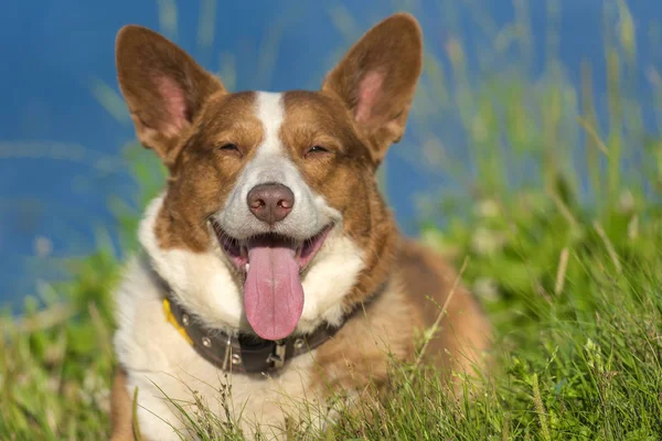 Rothaarige Mit Weißem Welsh Corgi Strickjacke Auf Einem See Sommer — Stockfoto