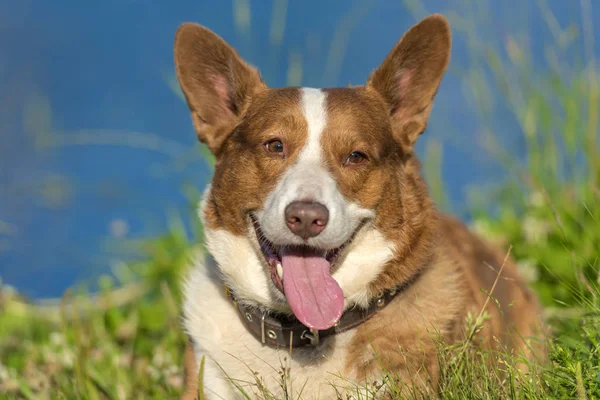 Rothaarige Mit Weißem Welsh Corgi Strickjacke Auf Einem See Sommer — Stockfoto