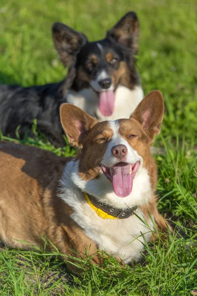 Zwei Hübsche Walisische Corgi Strickjacken — Stockfoto