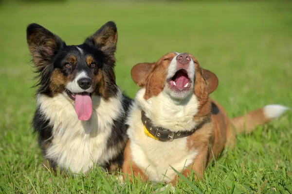 Zwei Hübsche Walisische Corgi Strickjacken — Stockfoto