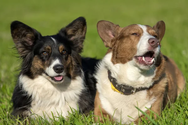 Zwei Hübsche Walisische Corgi Strickjacken — Stockfoto