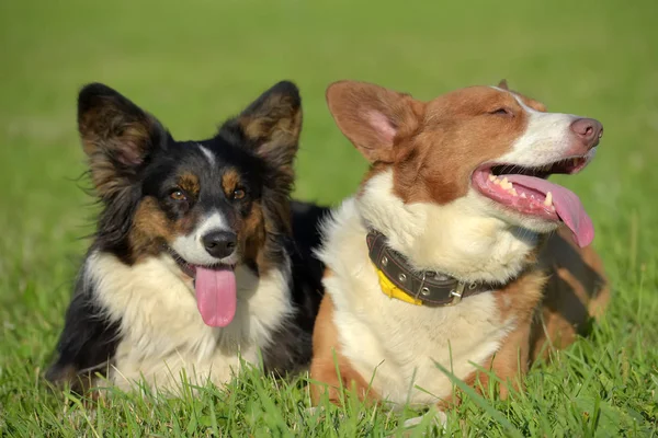 Zwei Hübsche Walisische Corgi Strickjacken — Stockfoto