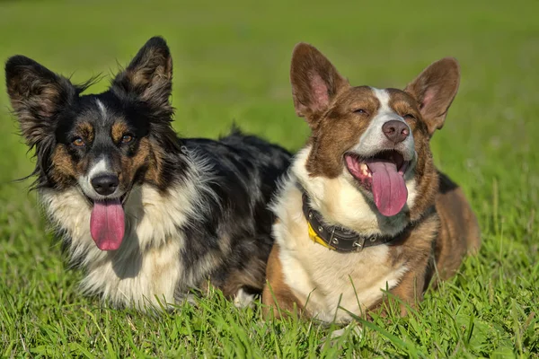 Zwei Hübsche Walisische Corgi Strickjacken — Stockfoto