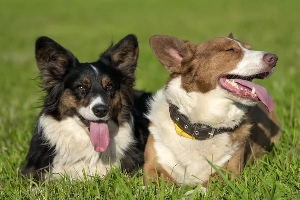 Zwei Hübsche Walisische Corgi Strickjacken — Stockfoto