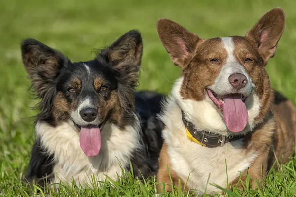 Zwei Hübsche Walisische Corgi Strickjacken — Stockfoto