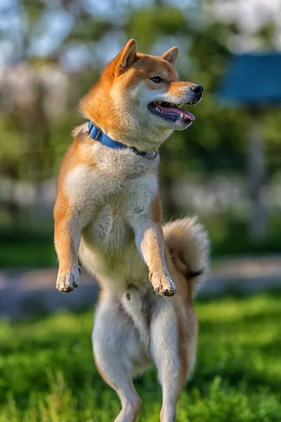 Shiba Inu Saltando Sull Erba — Foto Stock