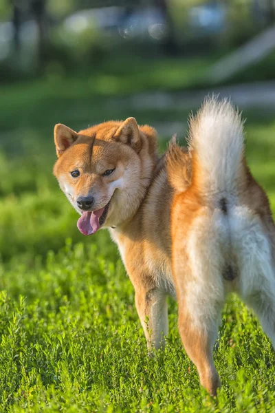 Seekor Anjing Bermain Lapangan Shiba Inu — Stok Foto