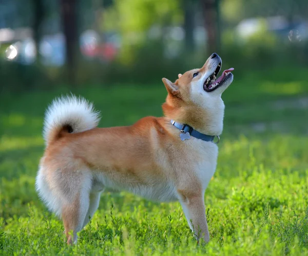 フィールドで遊ぶ犬 — ストック写真