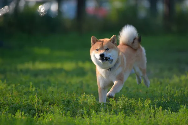 Ένας Σκύλος Που Παίζει Στο Πεδίο Shiba Inu — Φωτογραφία Αρχείου