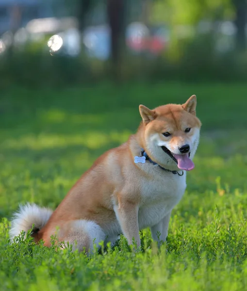 Pies Gra Polu Shiba Inu — Zdjęcie stockowe