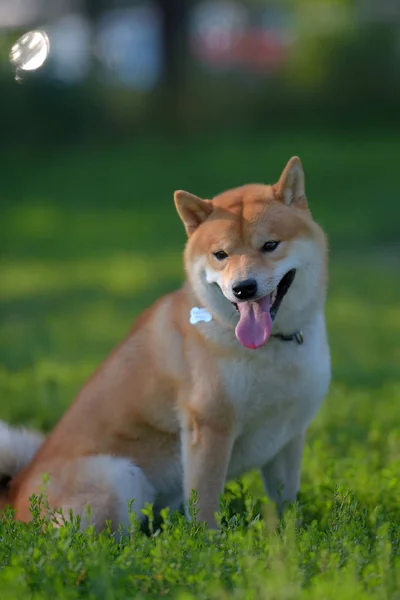 Pies Gra Polu Shiba Inu — Zdjęcie stockowe