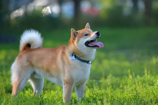 Собака Играет Поле Shiba Inu — стоковое фото